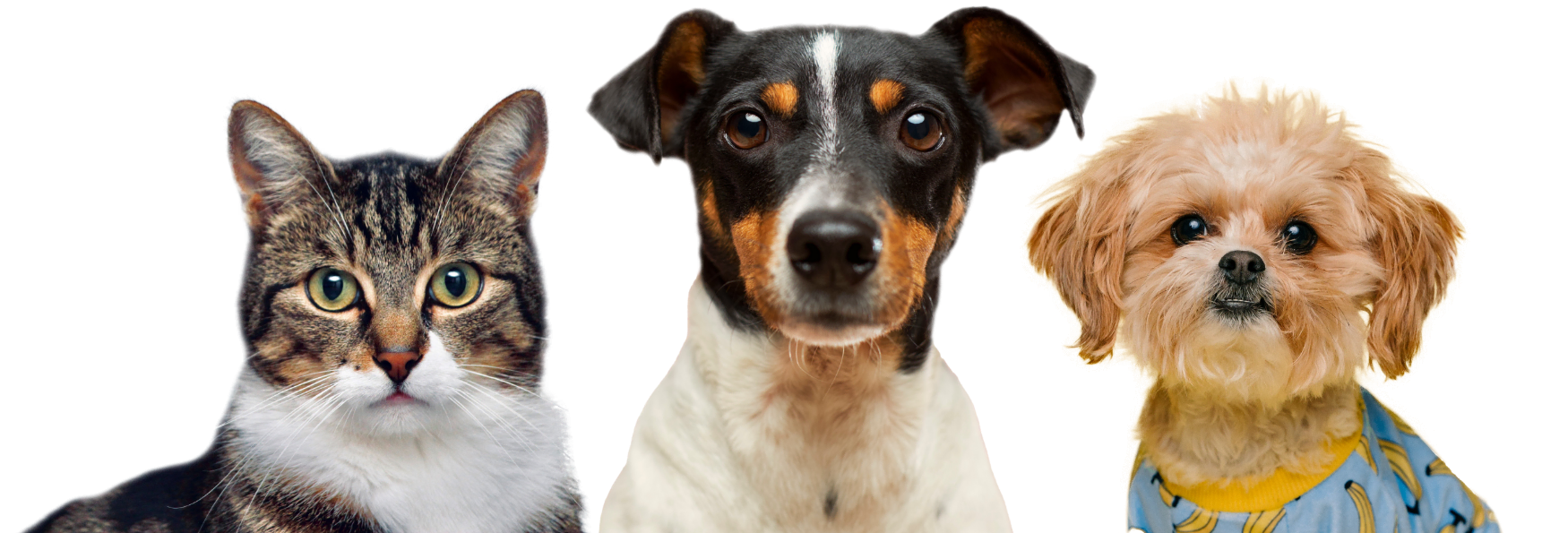 About Us Hero Pets Optimized